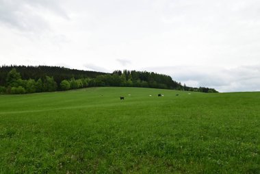 Ormandaki yeşil alan