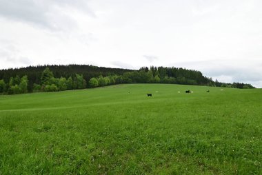 Güzel yeşil bir arazi ve bulutlu bir gökyüzünün arka planında büyük beyaz bir çimen.