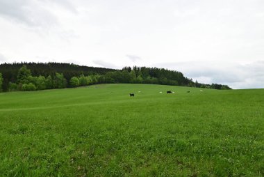 Çayır ve yeşil çimen