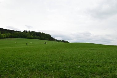 Mavi gökyüzü ile yeşil alan