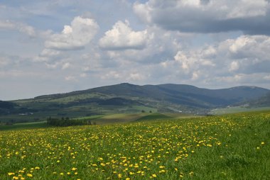 Güzel yaz manzarası, doğa