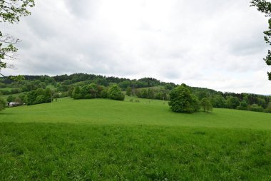 Yeşil orman tarlası olan güzel bir manzara.
