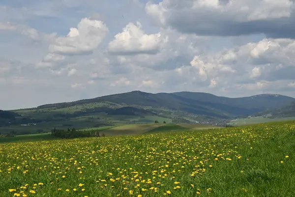 Güzel yaz manzarası, doğa