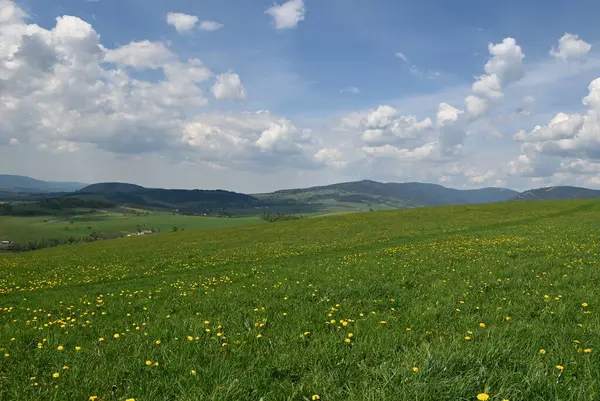 Mavi arkaplanı olan yeşil çimen tarlası..