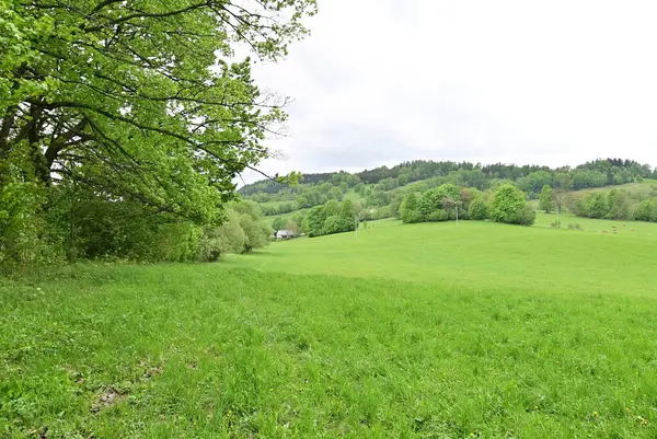Ağaçları ve otları olan güzel yeşil bir orman.