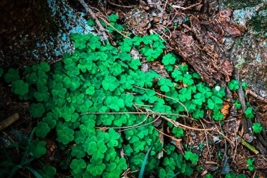 Ormandaki yeşil yonca yapraklarına yakın çekim. Orman zemininin taze ve canlı görünümünü yakalayan doğal bir arka plan dokusu tasarım, doğa teması veya botanik görsellerde kullanılmak için idealdir..