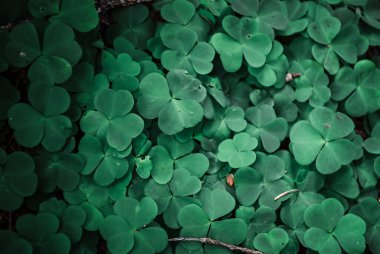 Ormandaki yeşil yonca yapraklarına yakın çekim. Orman zemininin taze ve canlı görünümünü yakalayan doğal bir arka plan dokusu tasarım, doğa teması veya botanik görsellerde kullanılmak için idealdir..