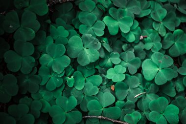 Ormandaki yeşil yonca yapraklarına yakın çekim. Orman zemininin taze ve canlı görünümünü yakalayan doğal bir arka plan dokusu tasarım, doğa teması veya botanik görsellerde kullanılmak için idealdir..