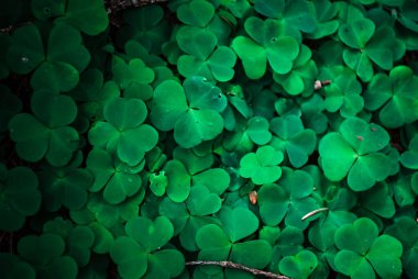 Ormandaki yeşil yonca yapraklarına yakın çekim. Orman zemininin taze ve canlı görünümünü yakalayan doğal bir arka plan dokusu tasarım, doğa teması veya botanik görsellerde kullanılmak için idealdir..