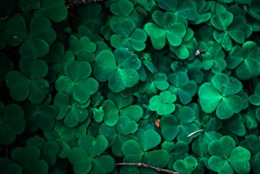 Ormandaki yeşil yonca yapraklarına yakın çekim. Orman zemininin taze ve canlı görünümünü yakalayan doğal bir arka plan dokusu tasarım, doğa teması veya botanik görsellerde kullanılmak için idealdir..