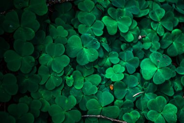 Ormandaki yeşil yonca yapraklarına yakın çekim. Orman zemininin taze ve canlı görünümünü yakalayan doğal bir arka plan dokusu tasarım, doğa teması veya botanik görsellerde kullanılmak için idealdir..