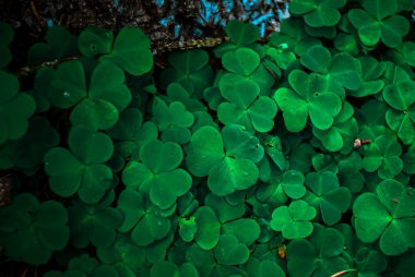Ormandaki yeşil yonca yapraklarına yakın çekim. Orman zemininin taze ve canlı görünümünü yakalayan doğal bir arka plan dokusu tasarım, doğa teması veya botanik görsellerde kullanılmak için idealdir..