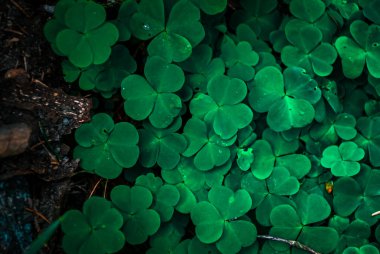 Ormanda yeşil yonca