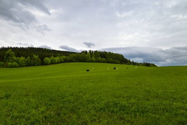Çek Cumhuriyeti, Bruntl 'da yemyeşil bir bahar çayırında otlayan inekler. Geleneksel çiftçiliğin, yeşil otlakların ve baharda Çek doğasının güzelliğinin sergilendiği huzurlu kırsal bir manzara..