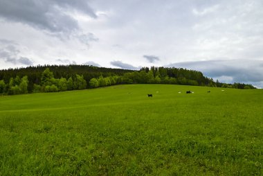 Çek Cumhuriyeti, Bruntl 'da yemyeşil bir bahar çayırında otlayan inekler. Geleneksel çiftçiliğin, yeşil otlakların ve baharda Çek doğasının güzelliğinin sergilendiği huzurlu kırsal bir manzara..