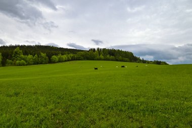 Çek Cumhuriyeti, Bruntl 'da yemyeşil bir bahar çayırında otlayan inekler. Geleneksel çiftçiliğin, yeşil otlakların ve baharda Çek doğasının güzelliğinin sergilendiği huzurlu kırsal bir manzara..