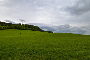 Yazın dağları ve ormanı olan yeşil çayır..