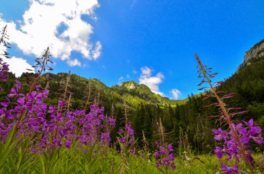 Ön planda çiçek açan bahar manzarası ve arka planda görkemli Polonya Tatra Dağları. Canlı ve renkli bir manzara Alp doğasının özünü tam çiçeklenme haliyle yakalıyor..