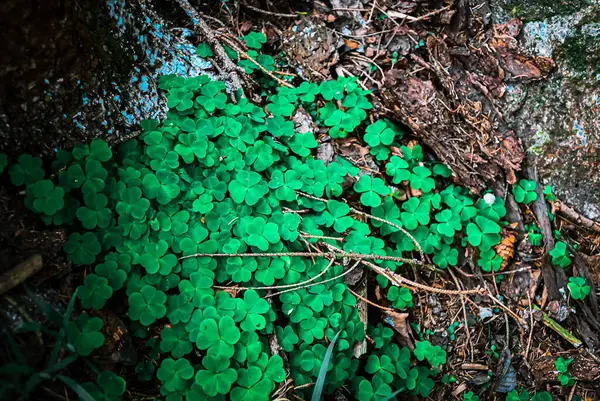 Ormandaki yeşil yonca yapraklarına yakın çekim. Orman zemininin taze ve canlı görünümünü yakalayan doğal bir arka plan dokusu tasarım, doğa teması veya botanik görsellerde kullanılmak için idealdir..