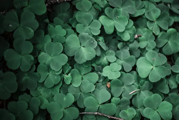Ormandaki yeşil yonca yapraklarına yakın çekim. Orman zemininin taze ve canlı görünümünü yakalayan doğal bir arka plan dokusu tasarım, doğa teması veya botanik görsellerde kullanılmak için idealdir..
