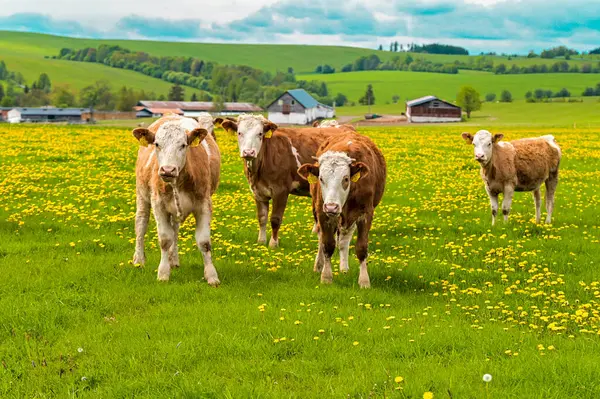 İlkbaharda çayırdaki inekler. Çek doğası, Bruntal, Çiftlik, çimen