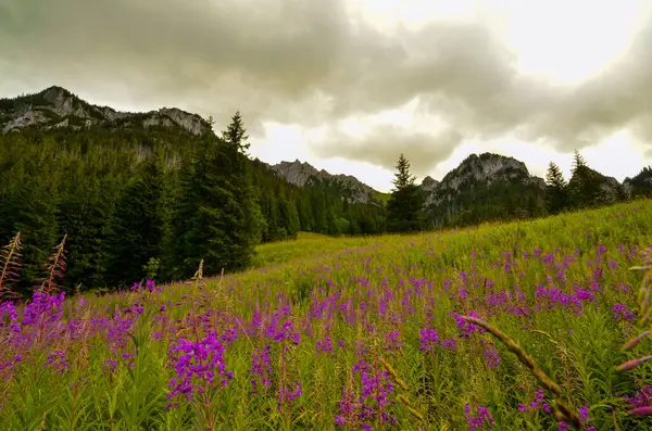 Ön planda çiçek açan bahar manzarası ve arka planda görkemli Polonya Tatra Dağları. Canlı ve renkli bir manzara Alp doğasının özünü tam çiçeklenme haliyle yakalıyor..