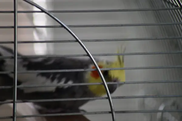 Papağan kafeste oturuyor. Kuş kafeste oturuyor..