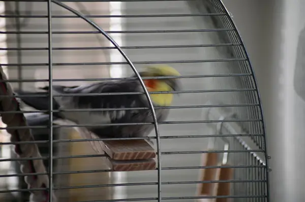 Kafesteki kuş, görüntüyü kapat.