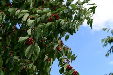 Bahçe ağacının kırmızı meyveleri