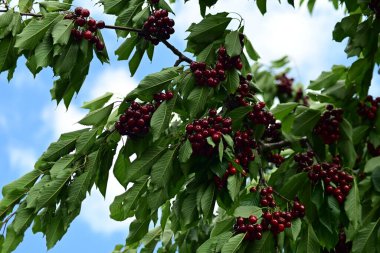Ağaç üzerinde kırmızı meyveler