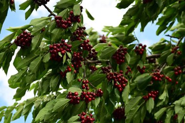 Olgun kirazlar ağaçtan sarkan