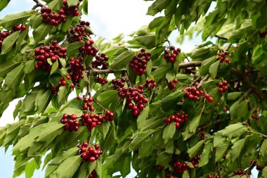 Ağacın kırmızı meyveleri