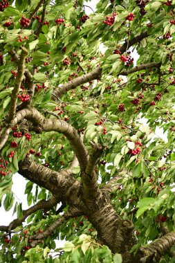 Ağaçtaki kırmızı meyveler