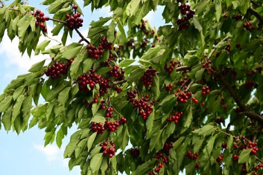 Yeşil yapraklı ve olgun meyveli bir kiraz ağacının dalı.