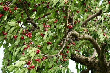 Olgun kırmızı böğürtlenleri ağaçta yakın.