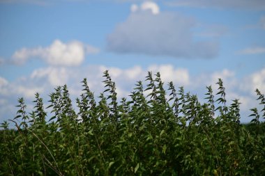 field of grass and blue sky with clouds