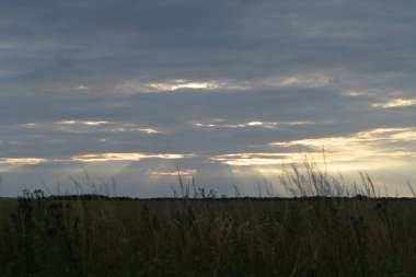 Çavdar tarlasında gün batımı