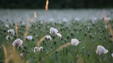 Yazın tarlada beyaz gelincik çiçekleri.