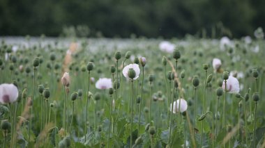 Beyaz gelincik çiçeği tarlası. yaz günü.