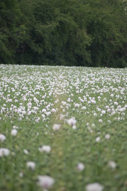 Çiçeklerin ve bitkilerin yeşil tarlası