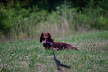 Köpek yeşil çimlerde siyah ve beyaz dachshund üretir.