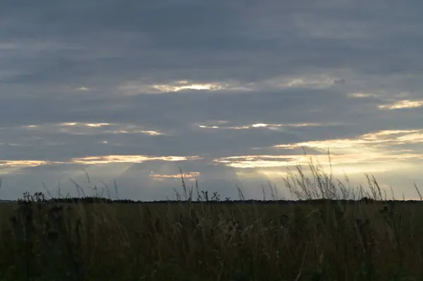 Çavdar tarlasında gün batımı