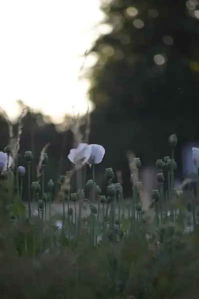 Bahçedeki güzel çiçekler