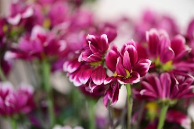 Bahçedeki güzel çiçekler