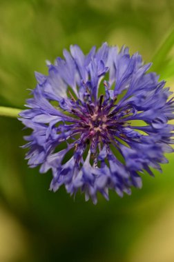 Canlı mavi bir çiçek (Centaurea siyanus) tam çiçeklenme halinde, yumuşak yeşil bir arkaplanda izole edilmiş bir makro fotoğraf. Macro shot of Centaurea Cyanus, Close of Blue Cornflower Blossom