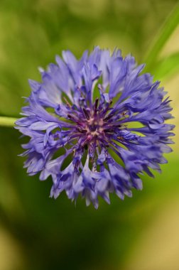 Canlı mavi bir çiçek (Centaurea siyanus) tam çiçeklenme halinde, yumuşak yeşil bir arkaplanda izole edilmiş bir makro fotoğraf. Macro shot of Centaurea Cyanus, Close of Blue Cornflower Blossom