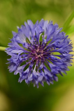 Canlı mavi bir çiçek (Centaurea siyanus) tam çiçeklenme halinde, yumuşak yeşil bir arkaplanda izole edilmiş bir makro fotoğraf. Macro shot of Centaurea Cyanus, Close of Blue Cornflower Blossom