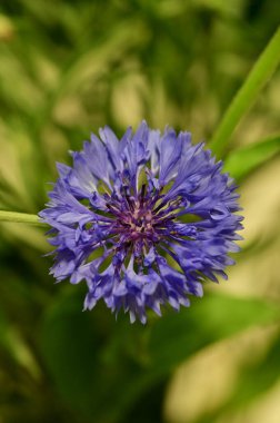 Canlı mavi bir çiçek (Centaurea siyanus) tam çiçeklenme halinde, yumuşak yeşil bir arkaplanda izole edilmiş bir makro fotoğraf. Macro shot of Centaurea Cyanus, Close of Blue Cornflower Blossom