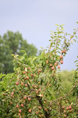 Bahçedeki bir ağaçta olgunlaşmış kırmızı armutlar. Doğal ışık dallarında mevsimsel meyveler.