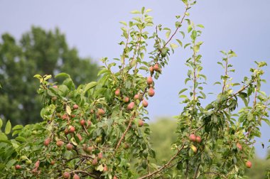 Bahçedeki elma ağacında olgun elmalar
